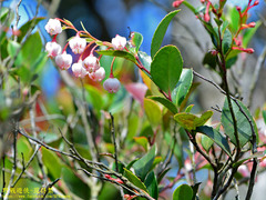 Vaccinium wrightii
