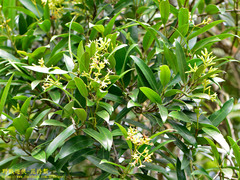 Anodendron affine