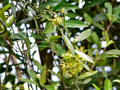 Anodendron affine