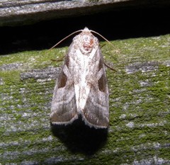 Eucarta virgo