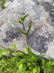 Helianthus longifolius