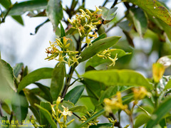 Anodendron affine