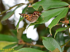Dodona formosana