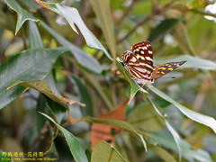 Dodona formosana