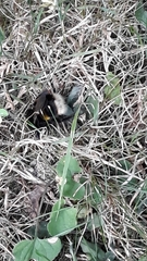 Bombus terrestris