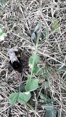 Bombus terrestris