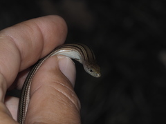Chalcides chalcides
