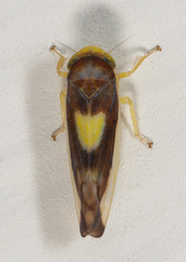 Colladonus eburatus