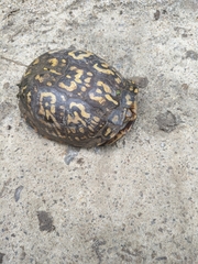 Terrapene carolina carolina