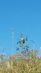 Passerculus sandwichensis