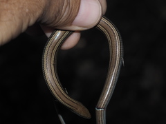 Chalcides chalcides