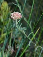 Antennaria rosea ssp. rosea