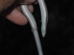 Chalcides chalcides