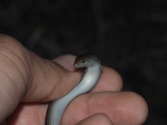 Chalcides chalcides