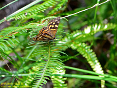 Dodona formosana