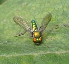 Condylostylus comatus