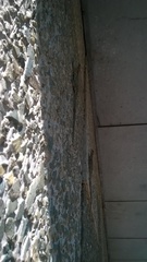 Laudakia tuberculata