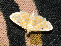 Notarcha quaternalis