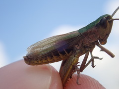 Pseudochorthippus parallelus parallelus