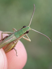 Pseudochorthippus parallelus parallelus