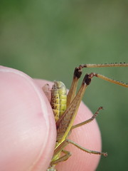 Pseudochorthippus parallelus parallelus