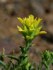 Castilleja applegatei pinetorum