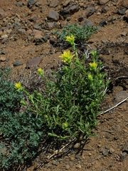 Castilleja applegatei pinetorum