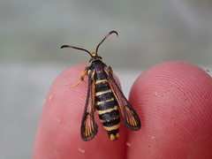 Bembecia ichneumoniformis