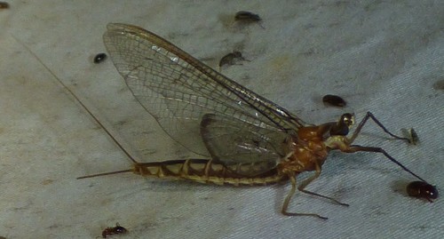Emergent Mayfly photo 3
