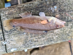 Ctenolabrus rupestris