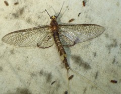 Hexagenia atrocaudata