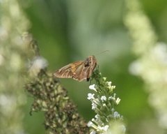 Epargyreus clarus