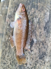 Ctenolabrus rupestris