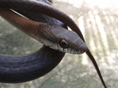 Mastigodryas melanolomus