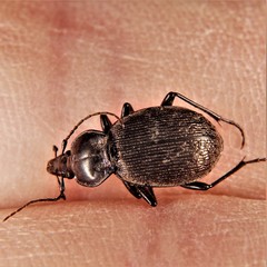 Sphaeroderus