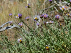 Erigeron filifolius