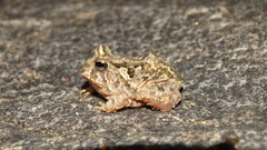 Proceratophrys cristiceps