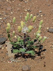 Chaenactis douglasii douglasii