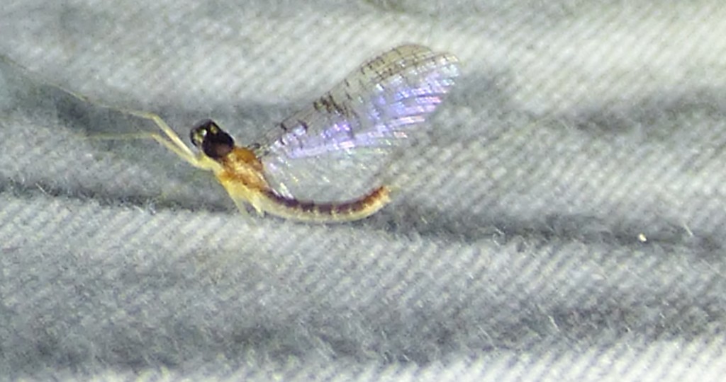 Leucrocuta umbratica