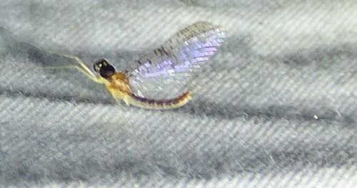 Leucrocuta umbratica