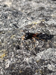 Urocerus cressoni