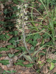 Epipactis purpurata