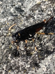 Urocerus cressoni
