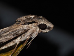 Psilogramma discistriga