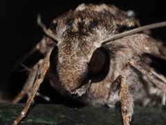 Psilogramma discistriga