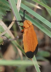 Lycus arizonensis