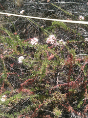 Eriogonum fasciculatum foliolosum