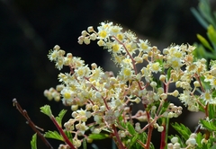 Holodiscus discolor glabrescens