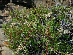 Holodiscus discolor glabrescens
