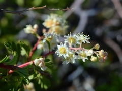 Holodiscus discolor glabrescens
